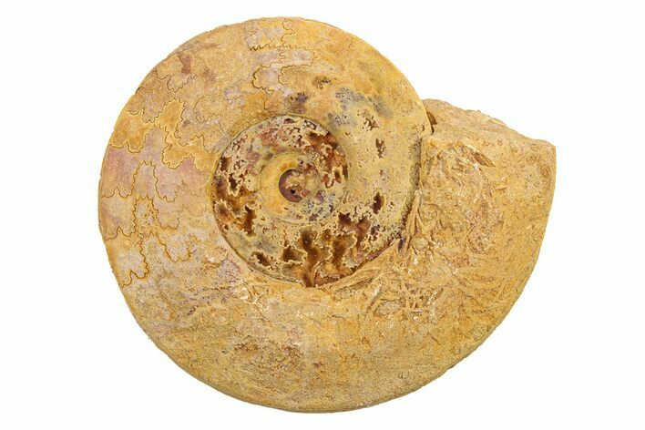 Jurassic Ammonite (Hildoceras?) Fossil - Morocco #289706